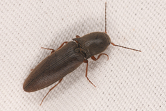 Agriotes ferrugineipennis