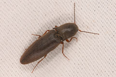 Agriotes ferrugineipennis