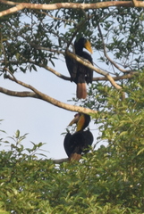 Rhabdotorrhinus corrugatus