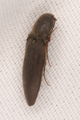 Agriotes ferrugineipennis