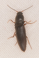 Agriotes ferrugineipennis