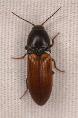 Ampedus phoenicopterus