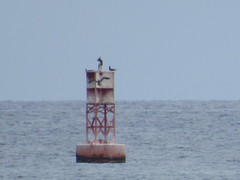 Sula leucogaster plotus