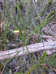 Bossiaea heterophylla