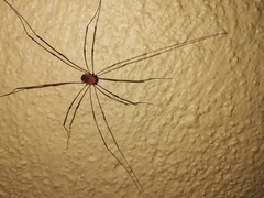 Leiobunum blackwalli