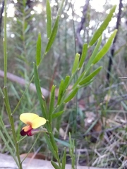 Bossiaea heterophylla
