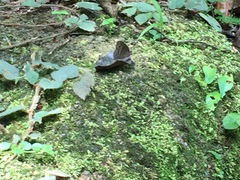 Mycalesis distanti