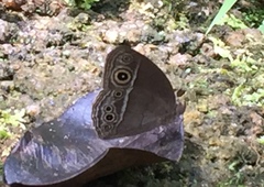 Mycalesis distanti