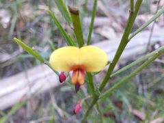 Bossiaea heterophylla