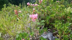 Rhododendron hirsutum