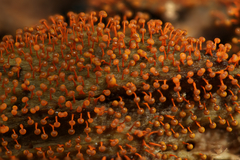 Physarum psittacinum