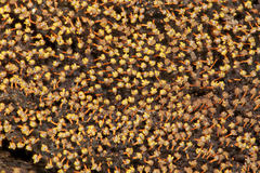 Physarum psittacinum