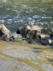 Nycticorax nycticorax