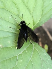 Chrysopilus connexus