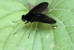 Chrysopilus connexus