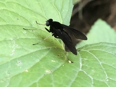 Chrysopilus connexus