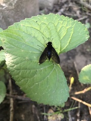 Chrysopilus connexus