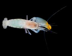 Synalpheus hemphilli