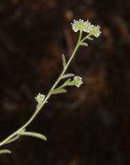 Cryptantha gracilis