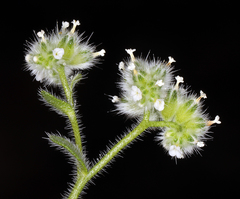 Cryptantha gracilis