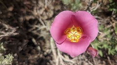 Calochortus nuttallii