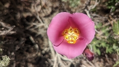 Calochortus nuttallii