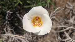 Calochortus nuttallii