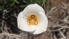 Calochortus nuttallii