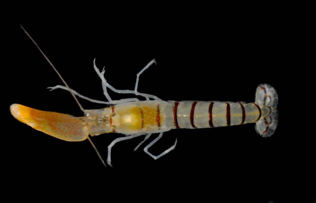 Alpheus paracrinitus