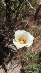 Calochortus nuttallii