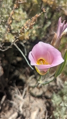 Calochortus nuttallii