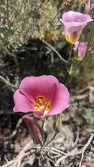 Calochortus nuttallii