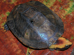 Platemys platycephala