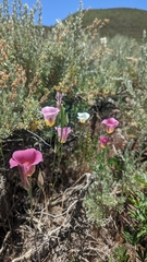 Calochortus nuttallii
