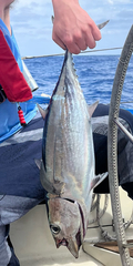 Thunnus