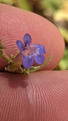 Penstemon humilis obtusifolius