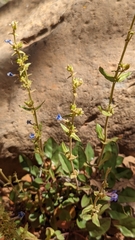 Penstemon humilis obtusifolius