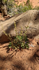 Penstemon humilis obtusifolius