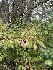Cornus