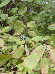 Cornus