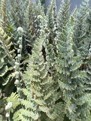 Cheilanthes buchtienii