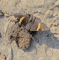 Thorybes pseudocellus