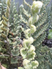 Cheilanthes buchtienii