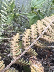 Cheilanthes buchtienii
