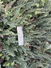 Cheilanthes buchtienii