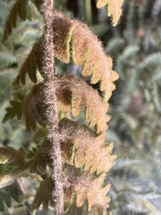 Cheilanthes buchtienii