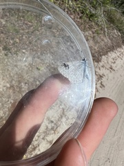 Celastrina idella