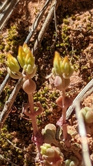 Sedum debile