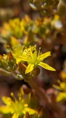 Sedum debile