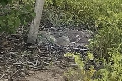 Urocitellus richardsonii